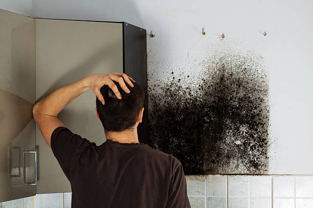  West Hills, NY Mold Removal Pros